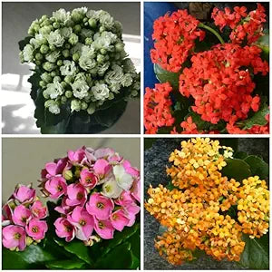 Kalanchoe Kalanchoe Blossfeldiana Flower Seeds for Planting – Succulent Blooms for Indoor Pots and Low-Light Gardens