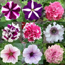 Petunia Petunia Hybrida Garden Flower Seeds for Planting – Colorful Blooms for Flower Beds, Containers, and Hanging Baskets