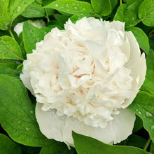 White Peony Seeds for growers filling out the Elegant, Pure Garden Blooms