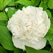 White Peony Seeds (Paeonia lactiflora) for a lasting display in the elegant backyard garden and seasonal planting