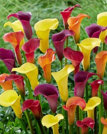 Calla Lily Bulbs Pot Balcony Plant Mixed Colors Radiation Absorption Seeds for gardeners building out beds and borders