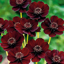 Chocolate Rose Seeds for a colorful addition to any planting