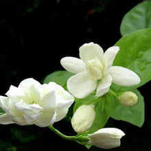 Jasmine Seeds for growers filling out the Indoor Perennial Flower Garden, Seeds per Bag