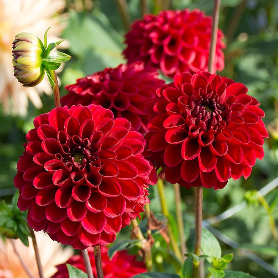 Red dahlia flower seeds