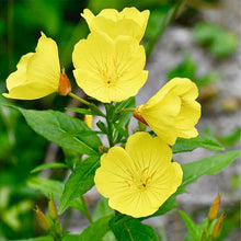 Tall Evening Primrose Seeds for gardeners building out beds and borders