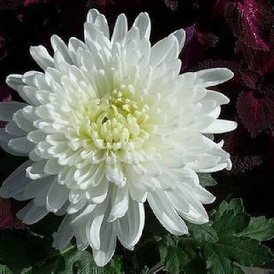 White Spider Chrysanthemum (Chrysanthemum morifolium) for bonsai cultivation