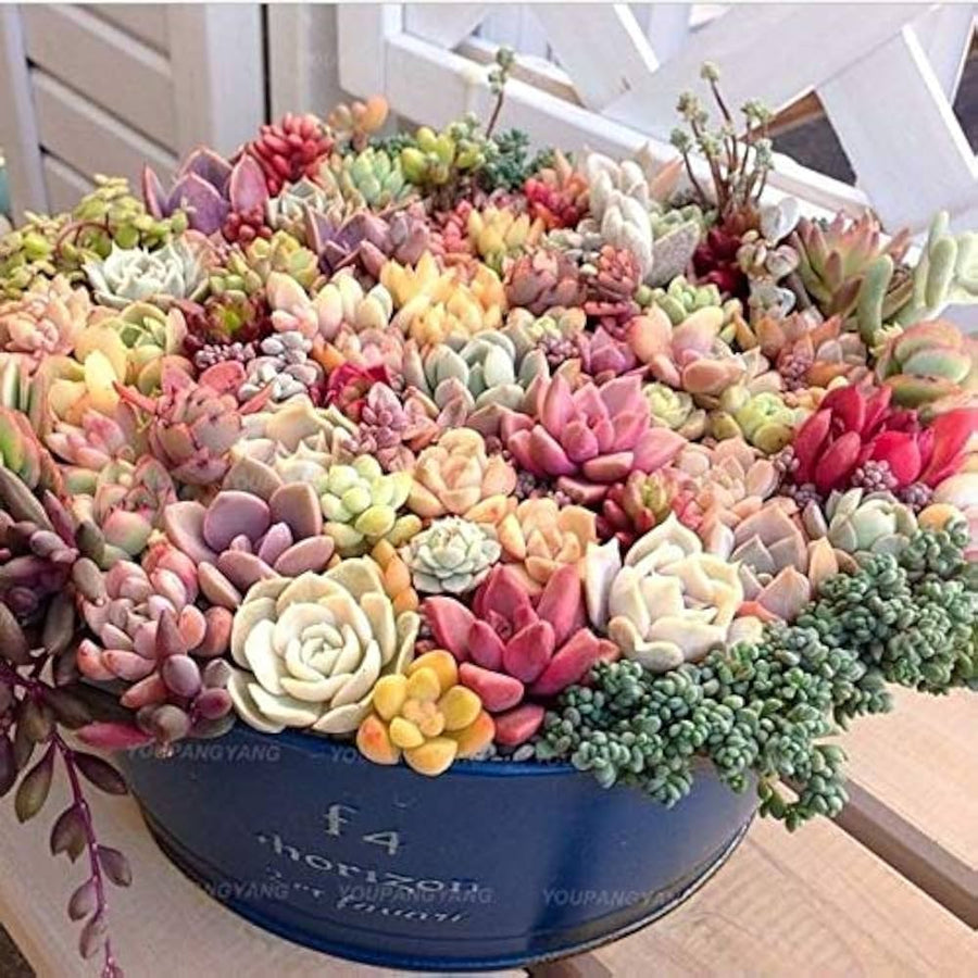 Mixed Mini Cactus Plant Seeds