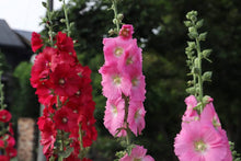 Organic Hollyhock Seeds for a bright addition to the Beautiful Garden Flowers