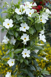 Mandevilla Sanderi Seeds for growers filling out the Blue Garden Planting