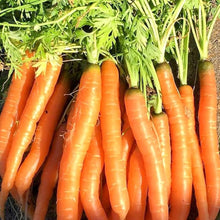 Denver Carrot Seeds for growers stocking a kitchen garden