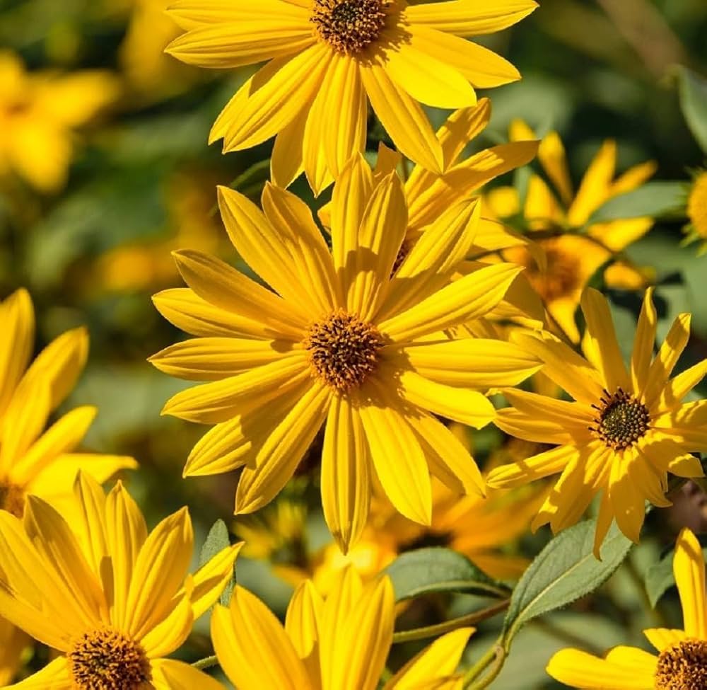 Sunflower Helianthus Maximilianus Flower Seeds for Planting – Perennial Variety for Pollinator Gardens and Tall Borders