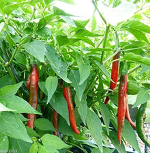 Cherry Pepper Seeds (Annuum patio) for growers stocking the Capsicum garden spice corner