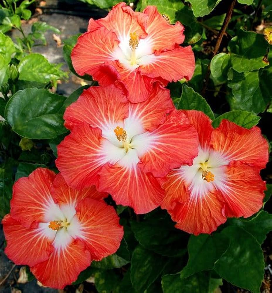 Orange - White for planting in home garden