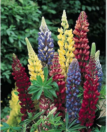 Russell Lupine Mix Seeds (Lupinus spp.) for growers filling out the Flower Bed