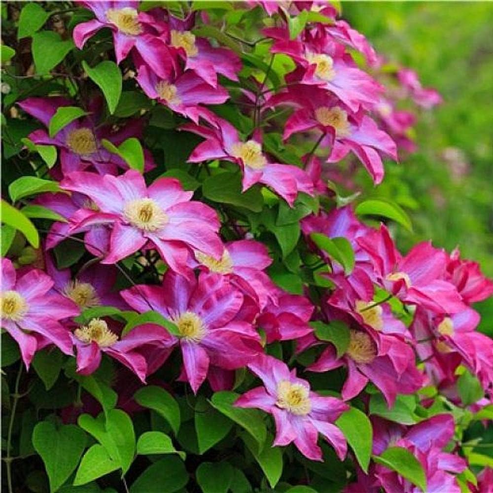 Clematis Flower ��������� Clematis spp. ��������� for planting in pink garden