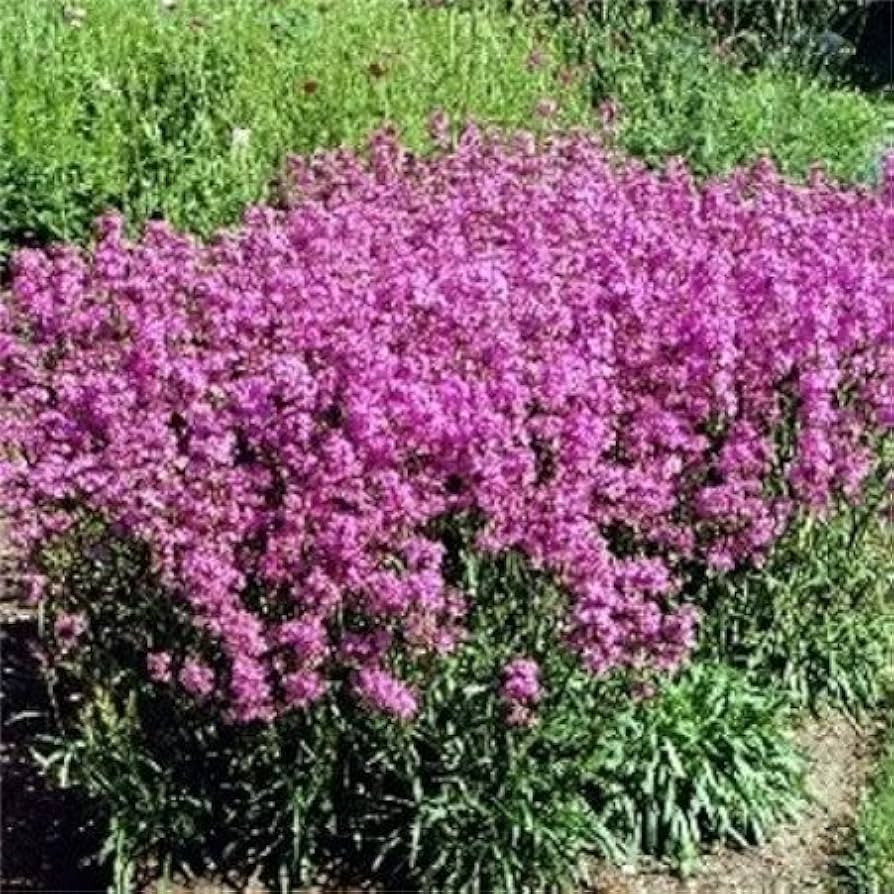 Tall Pink Campion Silene Armeria Wildflower - for planting in home garden