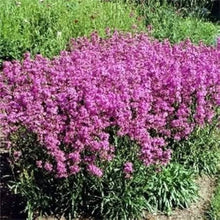 Tall Pink Campion Silene Armeria Wildflower - for planting in home garden