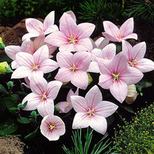 Platycodon Astra Seeds known for unique Balloon-Shaped Flowers