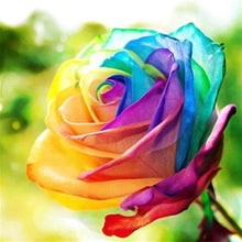 Rainbow Rose Seeds for seasonal color across the Beautiful, Fragrant Garden Decoration