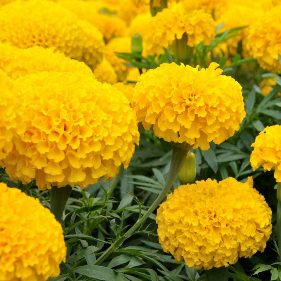 Marigold Flower ��������� Tagetes spp. ��������� for planting in yellow garden
