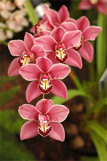 Cymbidium Orchid Flower - for planting in home garden