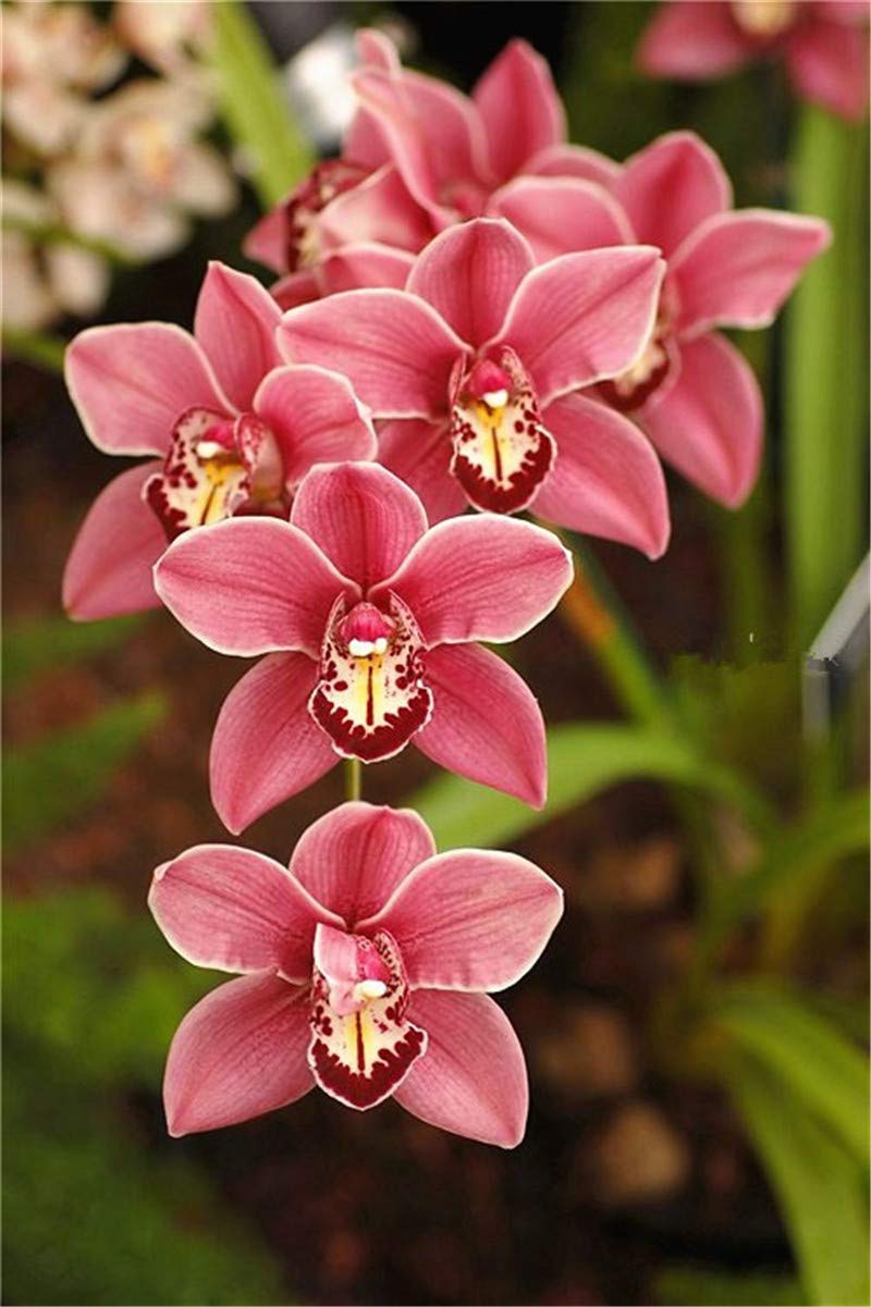 Early Coralroot Orchid for wildflower garden planting