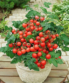 Red Rose Tomato Seeds (Solanum lycopersicum) for home growers seeking a reliable harvest