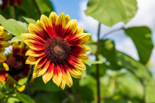 Branching Sunflower Seeds for a lasting display in the flower bed home garden