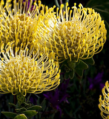 Leucospermum Cordifolium Protea for planting