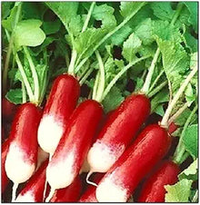 French Breakfast Radish Seeds for growers stocking the Quick-Growing Garden Vegetables