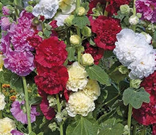 Hollyhock flower Seeds (Alcea rosea) for a bright addition to the hummingbird-friendly gardens or decorative outdoor pots