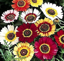 Painted Daisy Tricolor Seeds for a colorful addition to any planting