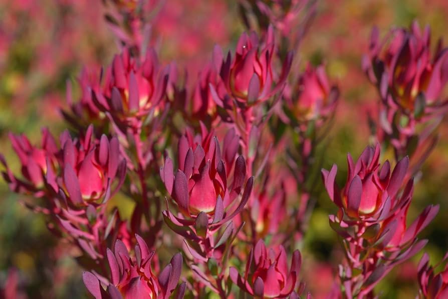 Leucadendron Red Devil Blush Conebush for planting in home ornamental garden