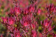 Leucadendron Red Devil Blush Conebush for planting in home ornamental garden