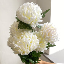 Mini Chrysanthemum Chrysanthemum Morifolium Seeds for a bright addition to the Indoor Balcony Gardens