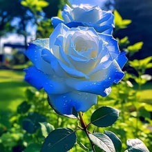Rose Mix Seeds (Rosa spp.) for a lasting display in the home garden or mixed flower beds