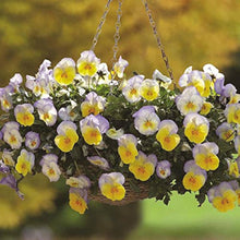 Viola Arvensis Field Pansy Seeds for a bright addition to the Flower Bed & Garden