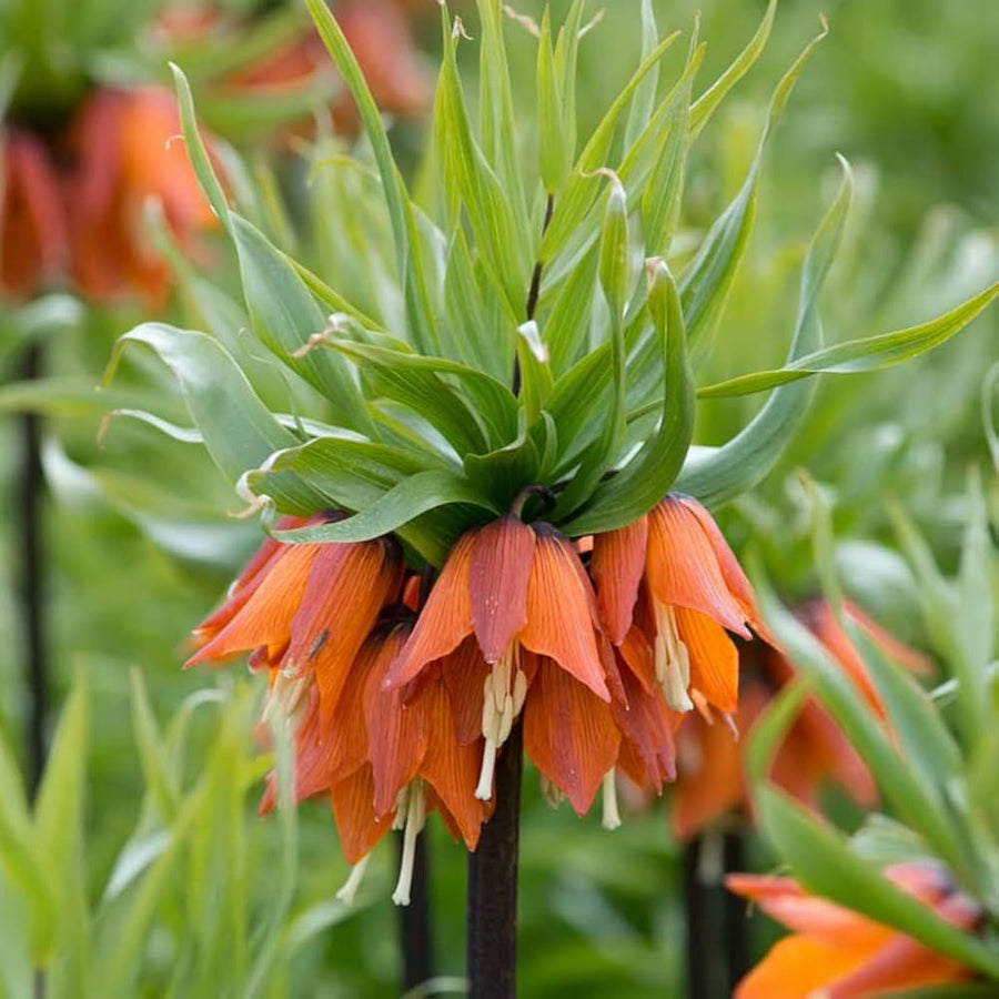 Crown Imperial Fritillaria imperialis flowers grown from seeds for colorful spring garden displays