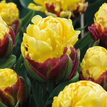 Tulip Ice Cream Like Bulbs for a bright addition to the Perennial Garden