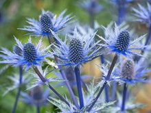 Eryngium Plant Seeds (Eryngium spp.) for colorful blooms in the Flower Urban Garden
