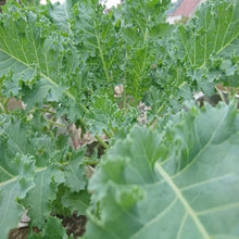 Kale Green Bonsai Seeds for growers stocking a kitchen garden