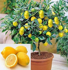 Miniature Bonsai Tree Seeds for growers wanting a homegrown harvest