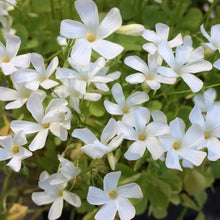 White Oxalis flower bulbs for rare true white blooms