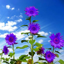 Sunflower Helianthus Annuus Purple Bonsai Seeds for long-term planting in the Indoor Small Garden Spaces