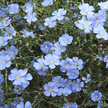 Blue Flax Seeds (Linum lewisii) grown for beautiful Blue Flowers