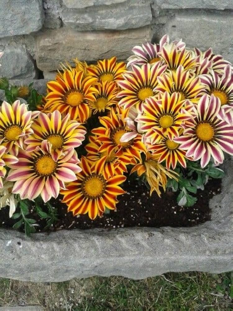 Yellow and pink Gazania flower seeds