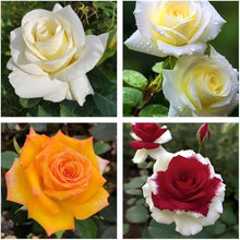 Rose Seeds (Rosa spp.) for a lasting display in the Flower Bed & Urban Garden