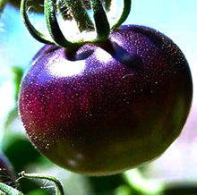 Brandywine Purple Tomato Seeds valued by growers for rich, Flavorful Harvests