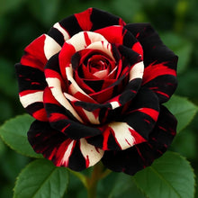 Double Delight Hybrid Rose Flower Seeds in Blue and Brown - et of - Ornamental Garden Plant Garden Plant Seeds