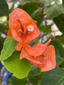 Bougainvillea Seeds (Bougainvillea spp.) for growers filling out the Urban Garden & Flower Bed
